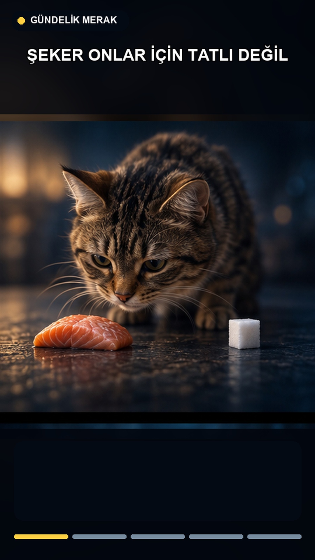 Kedi ve tatlı yiyecekler; temsili görsel